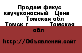 Продам фикус каучуконосный › Цена ­ 1 300 - Томская обл., Томск г.  »    . Томская обл.